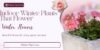 Indoor Winter Plants That Flower: Beautiful Flowers for Your Home - Post Thumbnail