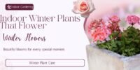 Indoor Winter Plants That Flower: Beautiful Flowers for Your Home