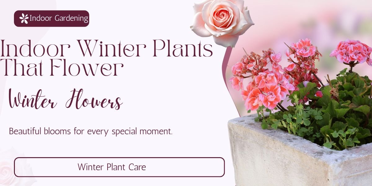 Indoor Winter Plants That Flower: Beautiful Flowers for Your Home