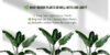 🌿 What Indoor Plants Do Well With Low Light? Best Low-Light Houseplants - Post Thumbnail