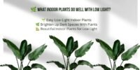 🌿 What Indoor Plants Do Well With Low Light? Best Low-Light Houseplants