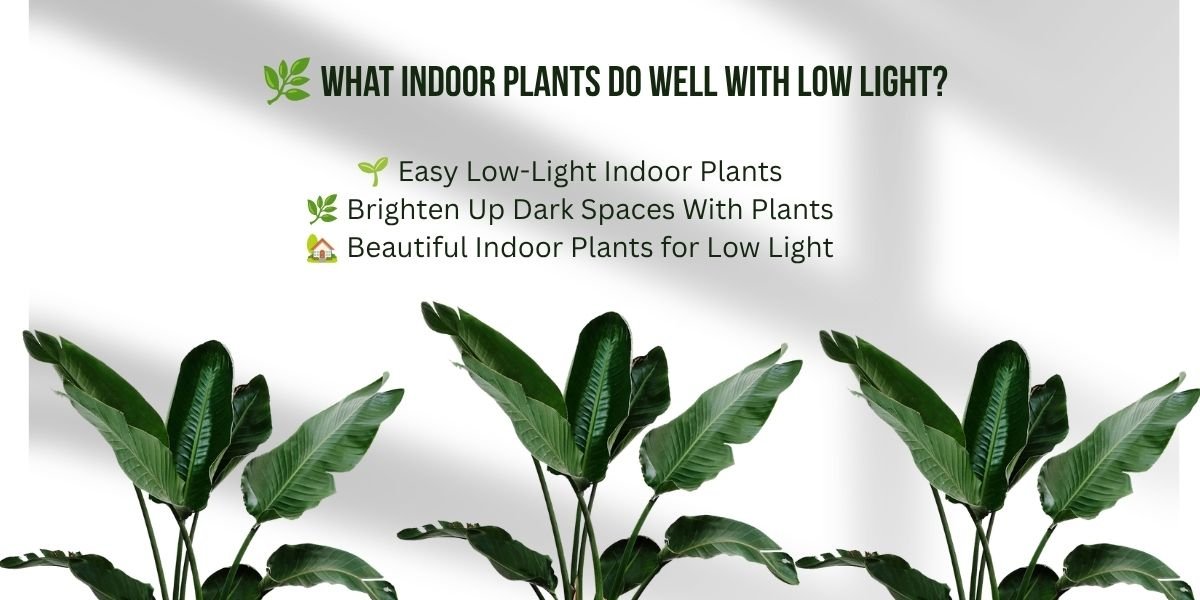 🌿 What Indoor Plants Do Well With Low Light? Best Low-Light Houseplants