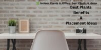 🌿  Indoor Plants in Office: Best Plants, Benefits, and Placement Ideas.