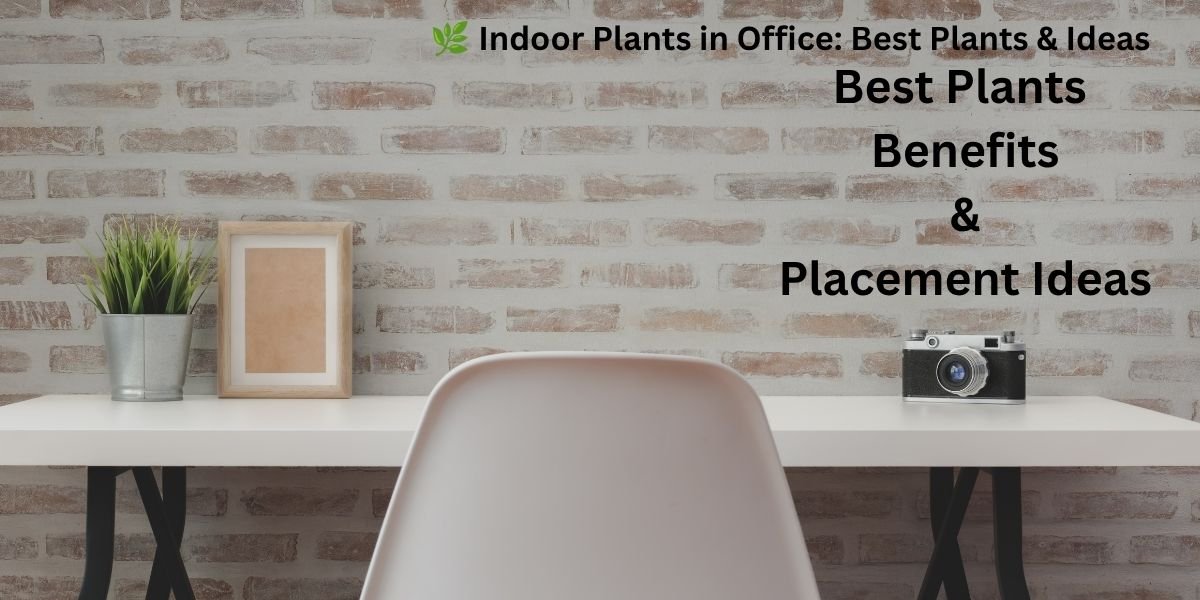 🌿  Indoor Plants in Office: Best Plants, Benefits, and Placement Ideas.