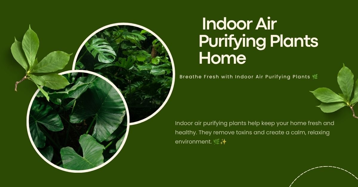  Indoor Air Purifying Plants Home Depot