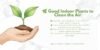 🌿  Good Indoor Plants to Clean the Air: Best Air-Purifying Houseplants - Post Thumbnail