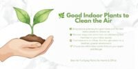 🌿  Good Indoor Plants to Clean the Air: Best Air-Purifying Houseplants