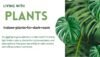 Indoor Plants for a Dark Room – Best Low Light Plants That Thrive Without Sunlight - Post Thumbnail