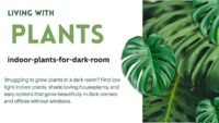 Indoor Plants for a Dark Room – Best Low Light Plants That Thrive Without Sunlight