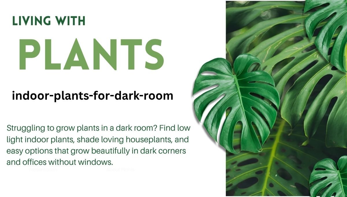 Indoor Plants for a Dark Room – Best Low Light Plants That Thrive Without Sunlight