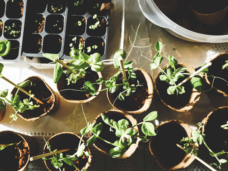 Vegetable garden soil for growing plants in pots