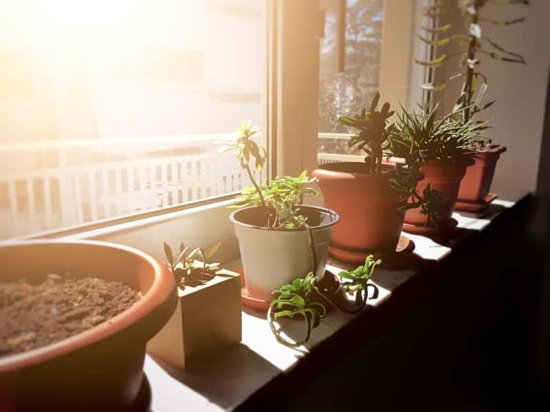 Indoor winter plants that flower