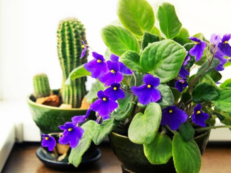 Indoor plants that bloom in winter