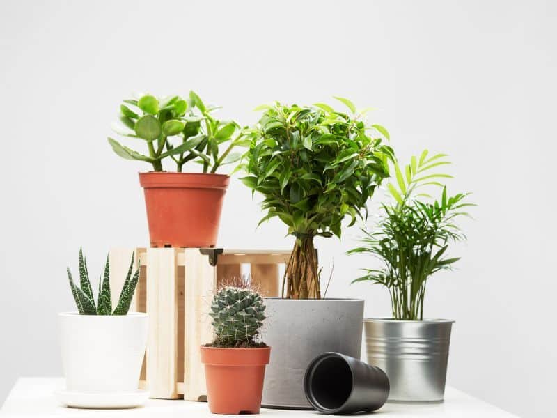 Indoor winter plants for pots