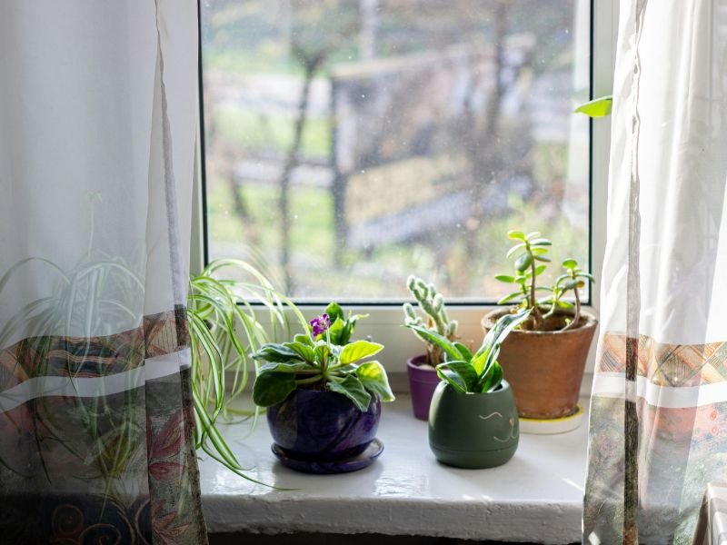 Indoor plants growing during winter