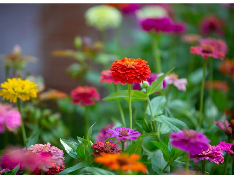 Winter indoor flowers for home