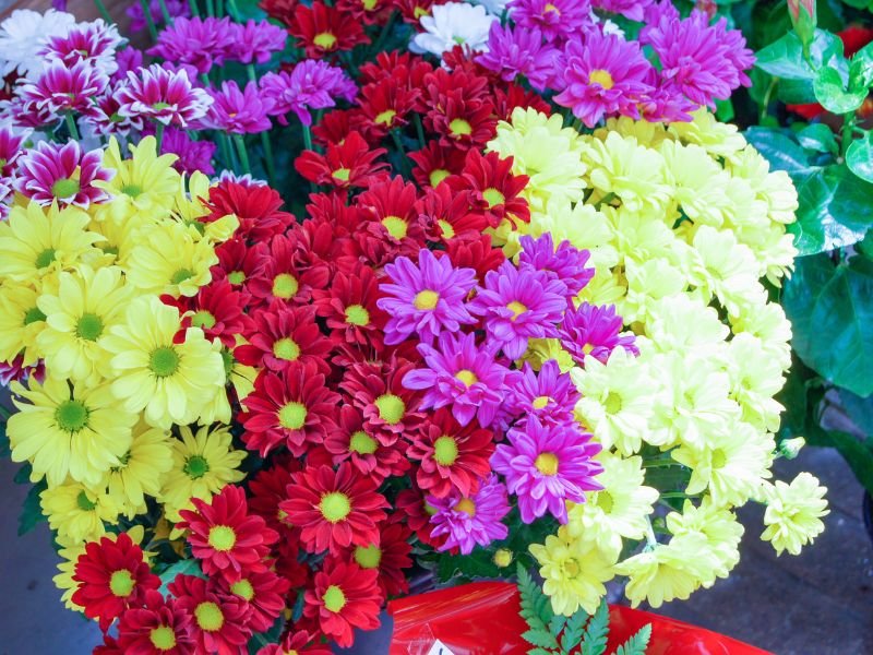 Best indoor winter flowering plants for beginners