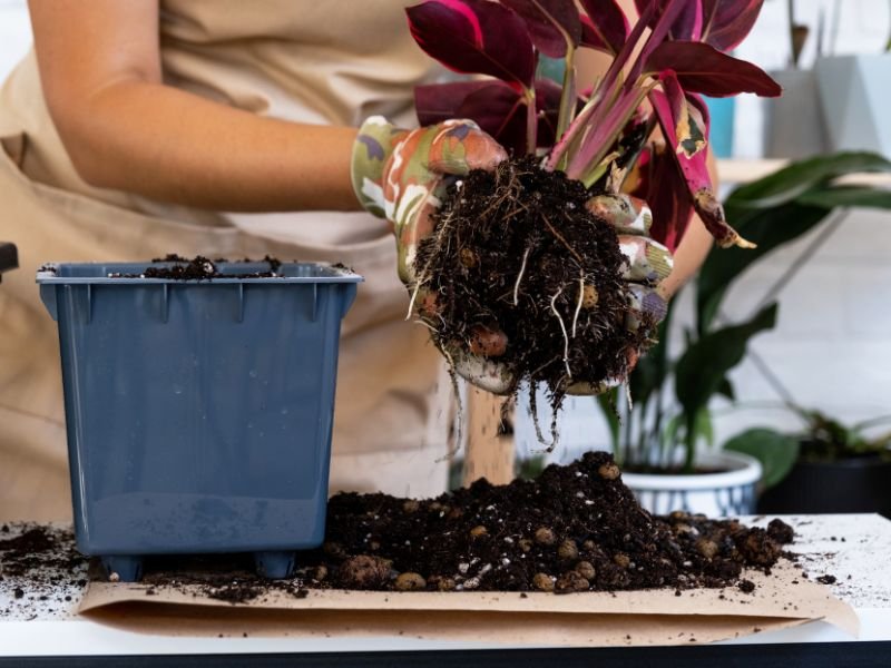 Common winter indoor plant care mistakes