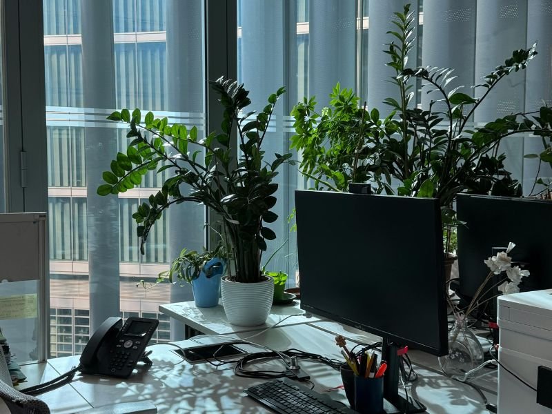 Plants for inside office with low light