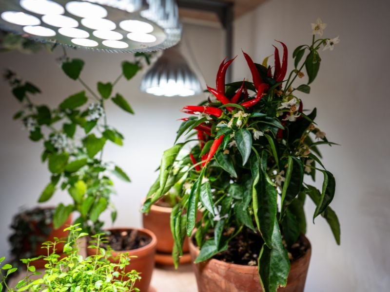 Plants for office with no windows