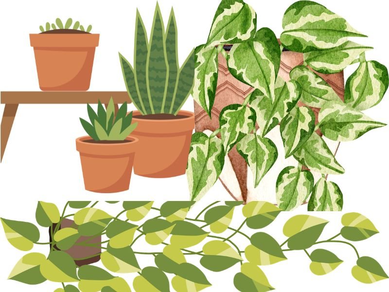 Easy indoor plants for office