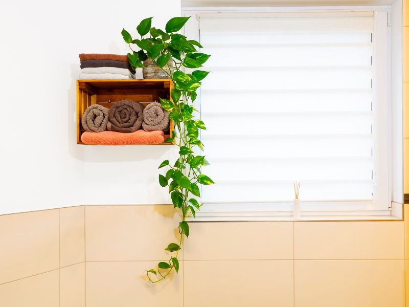Where to hang plants indoors in office