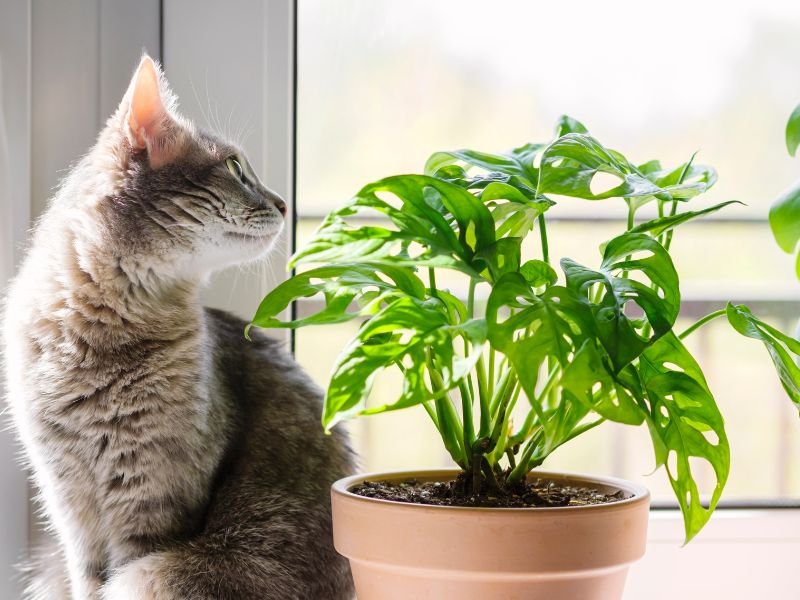 Best pet friendly indoor plants for clean air