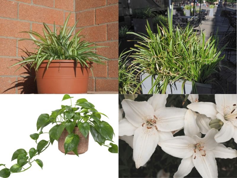 Good indoor plants that clean the air