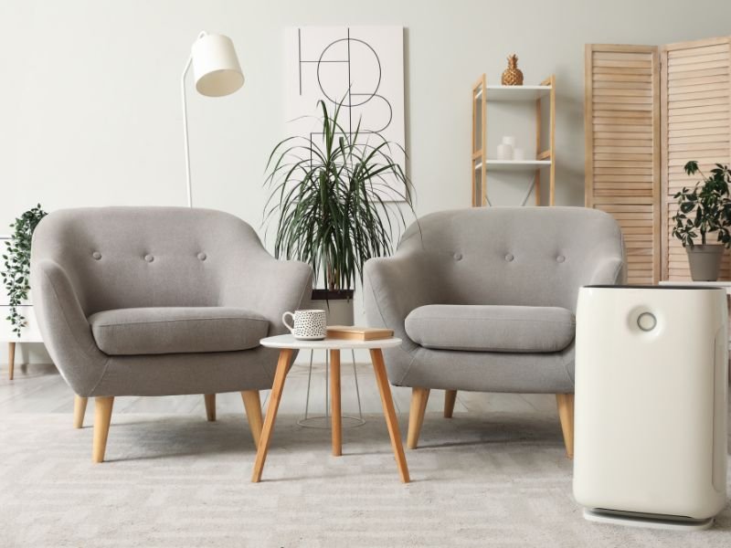 Best plants that purify air around you