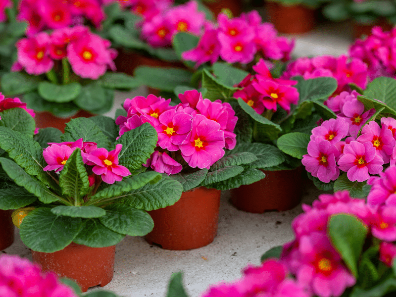 Vegetable plants for spring growing in pots