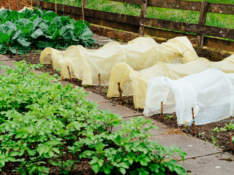 Vegetable garden fence protecting potted plants