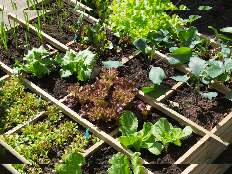 Vegetable plants for summer season growing in containers