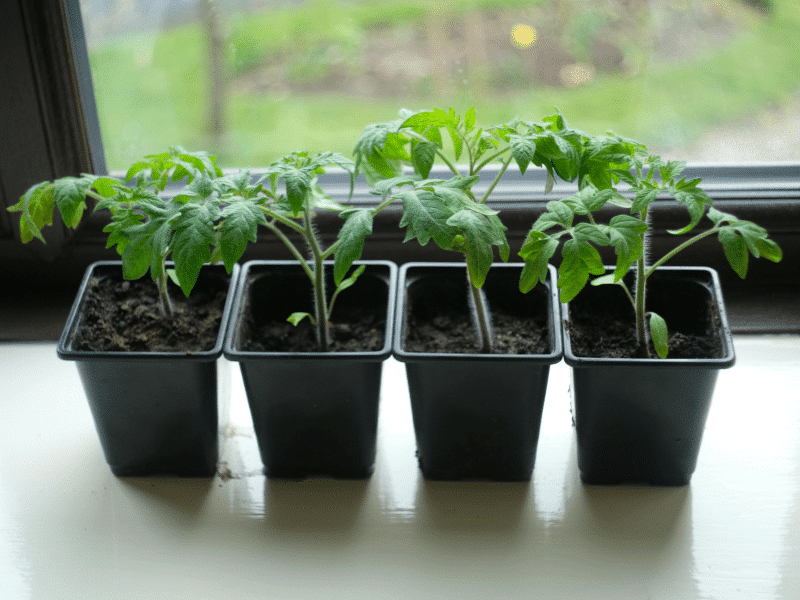 How to grow vegetable plants in pots step by step