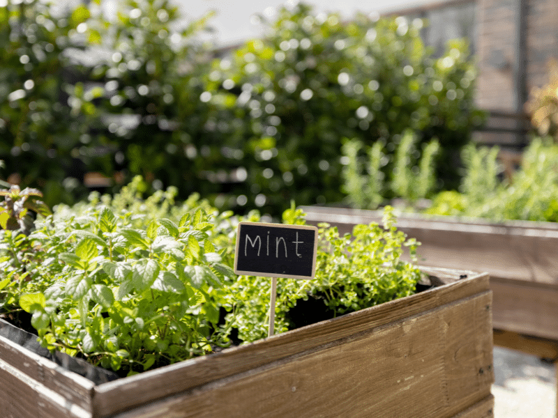 Growing vegetables successfully in pots at home