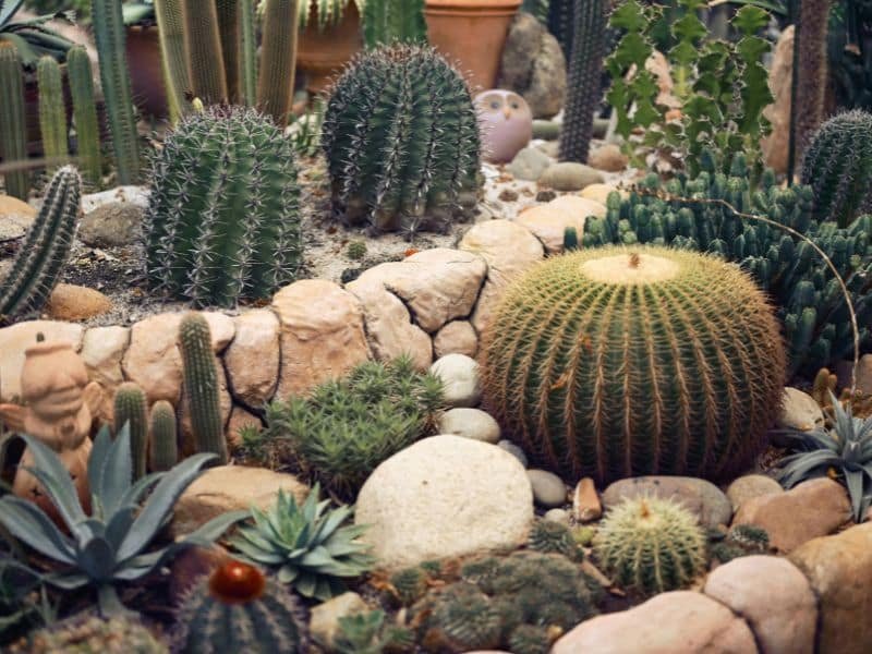 small low maintenance garden ideas with wall plants