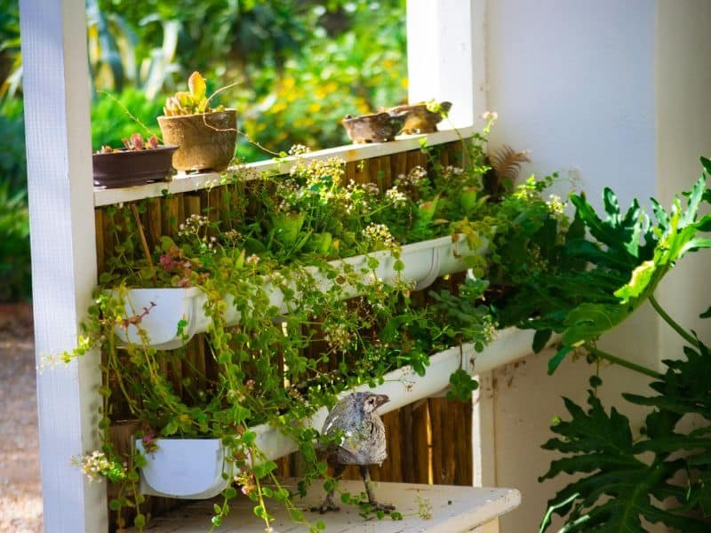 small low maintenance garden ideas with wall plants