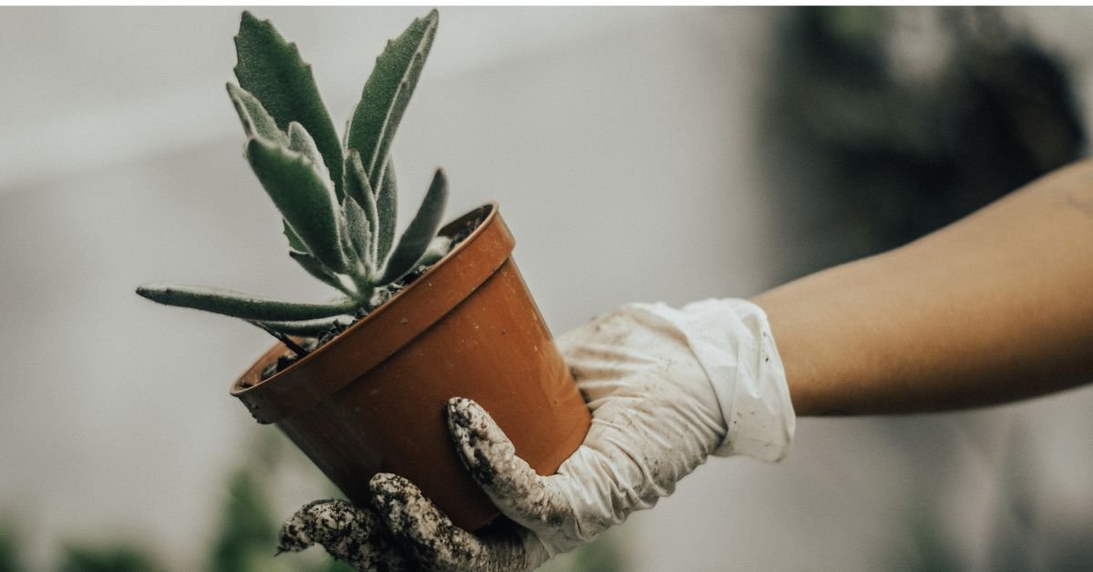 Creative Indoor Gardening Ideas for Small Homes
