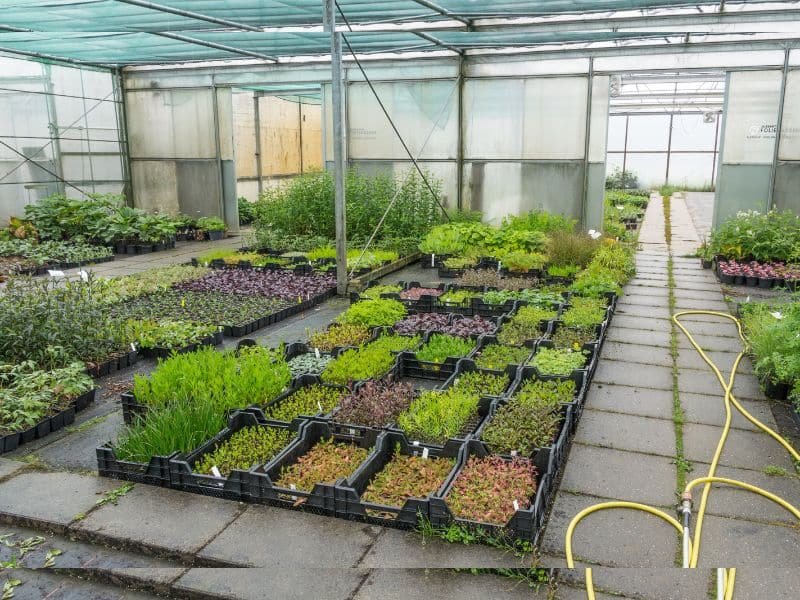 grow a garden home ideas for beginners with container plants