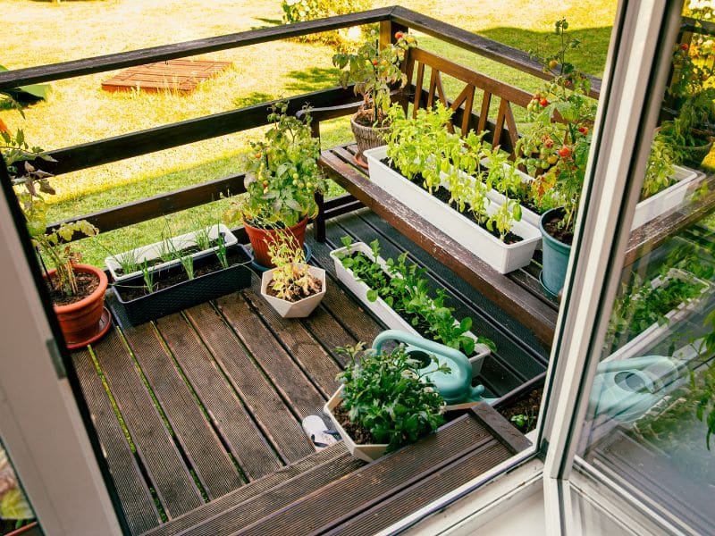 Vegetable plants for pots growing at home