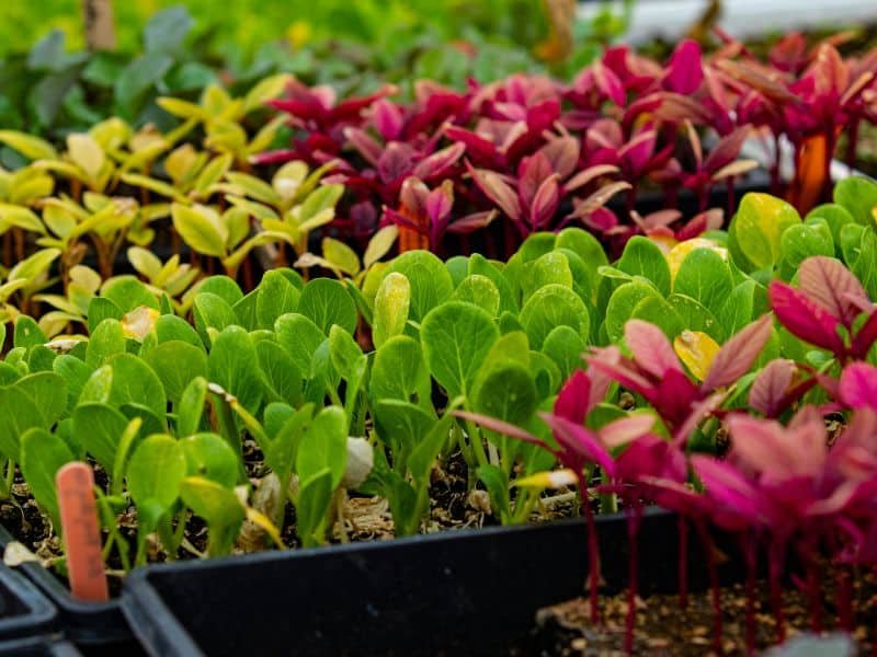 Best vegetable plants for pots and containers