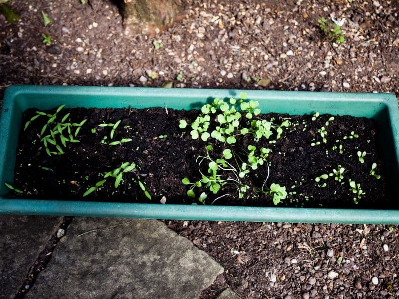 Vegetables that grow well in pots by container size