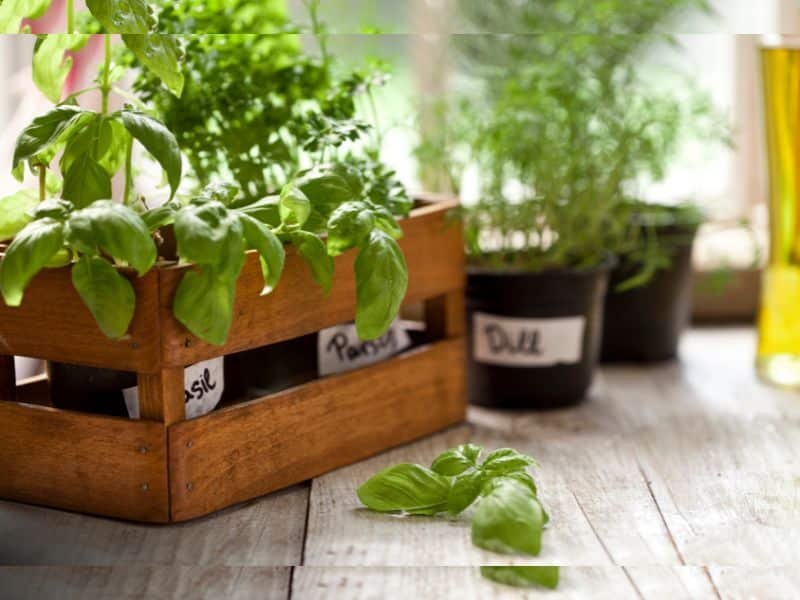 Can you have an indoor garden at home
