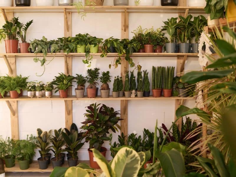 Indoor garden in a small space