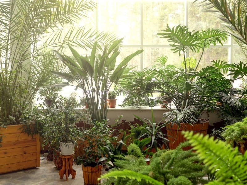 Indoor garden in winter
