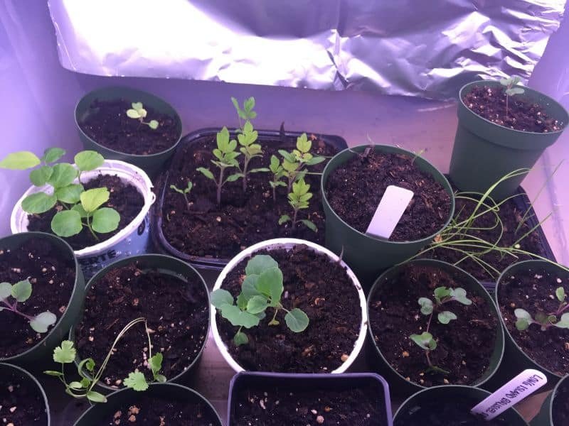 Indoor vegetable garden without sunlight