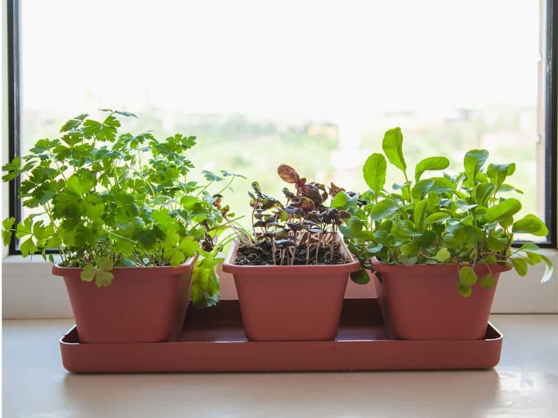 Indoor herb garden at home