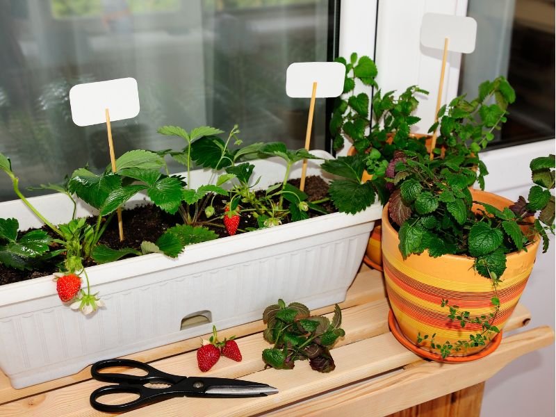 How to garden in small spaces