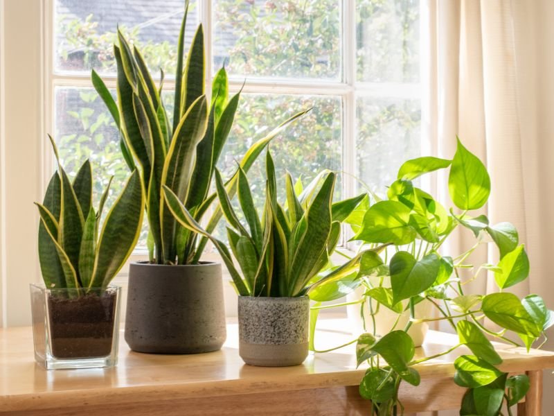 Indoor plants that do well with low light