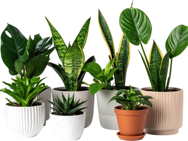 Best indoor low light plants
