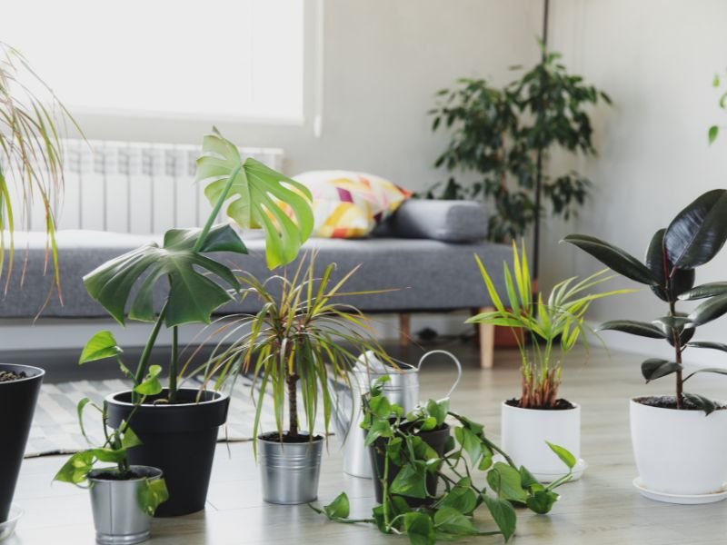 Indoor plants that thrive in low light